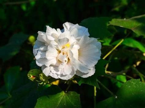 芙蓉養殖|如何栽種和養護芙蓉樹